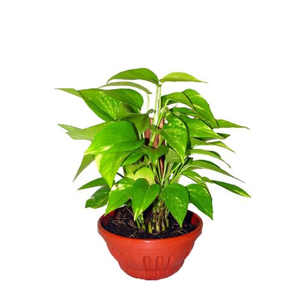 Vaso Planta natural Jiboia verde nº cuia21 Holambelo
