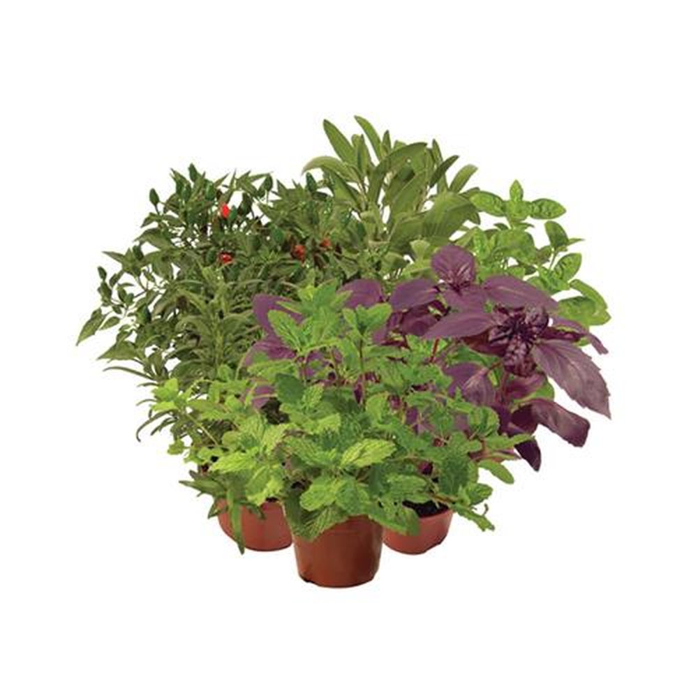 Vaso Planta natural Ervas aromaticas nº pote11 Holambelo