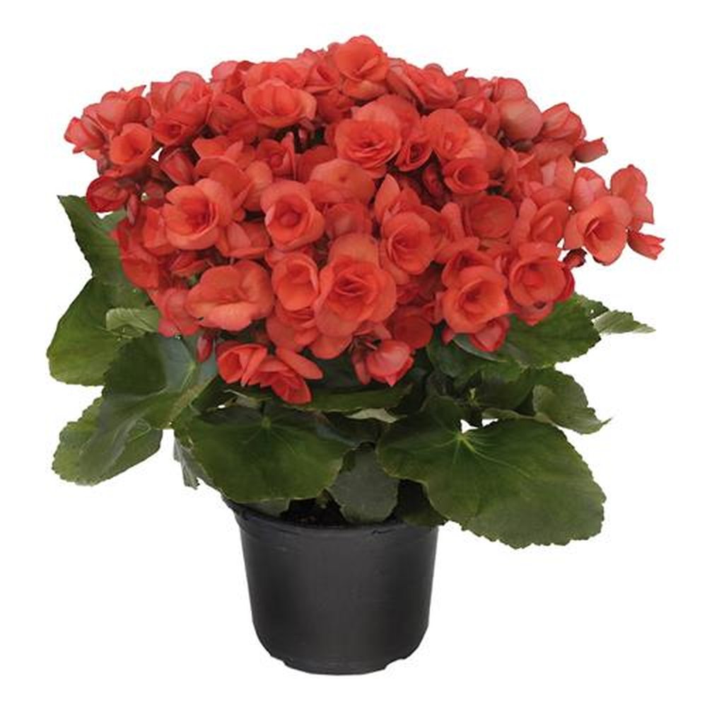 Vaso Flor natural Begonia nº pote11 Holambelo