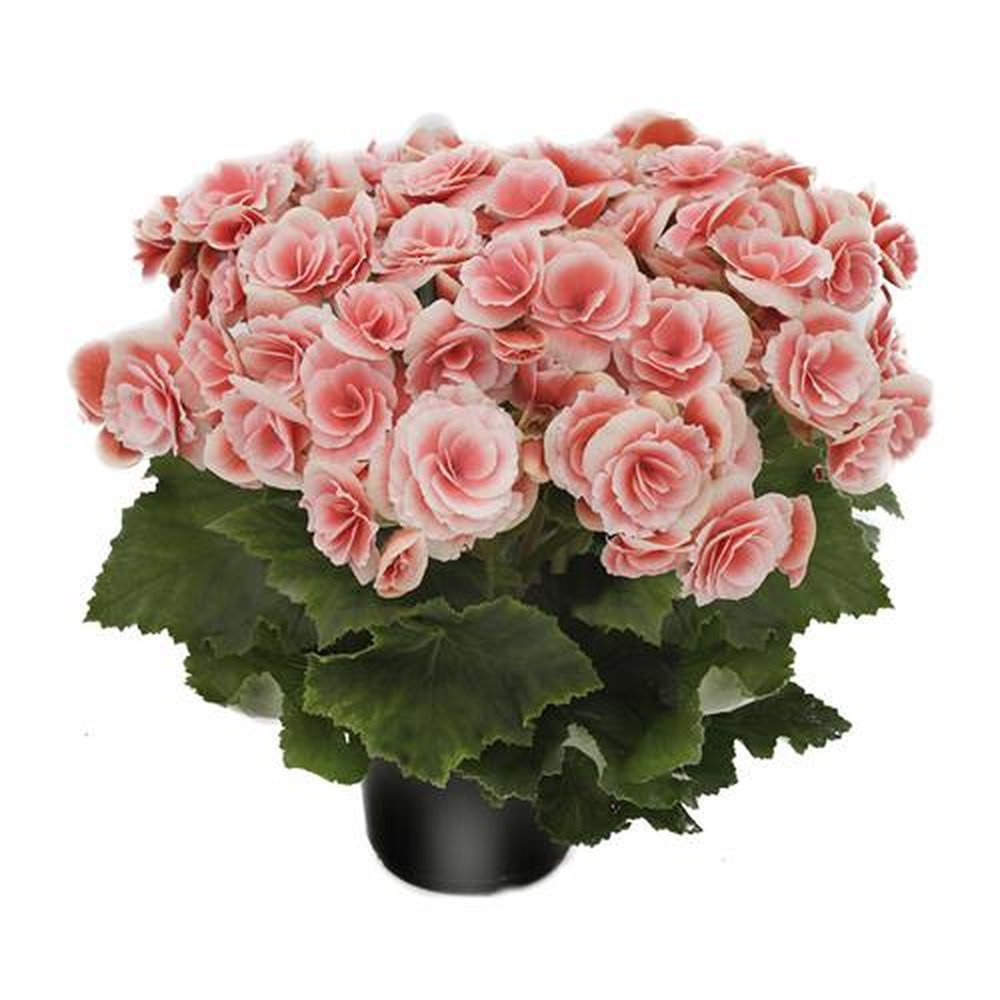 Vaso Flor natural Begonia nº pote15 Holambelo