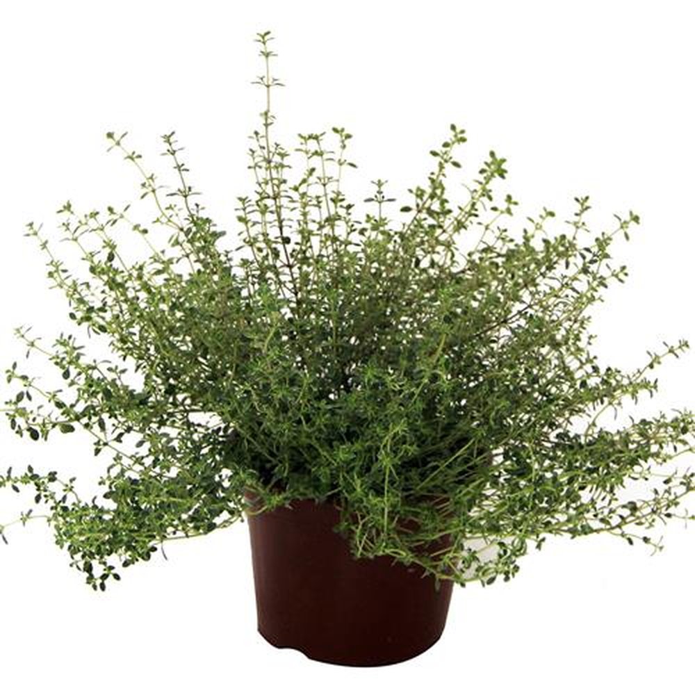 Vaso Planta natural Ervas aromaticas nº pote15 Holambelo