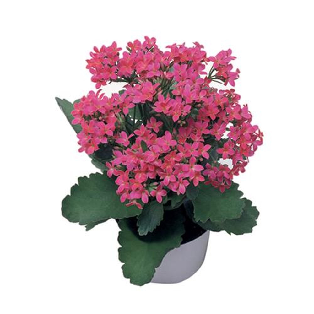 Vaso Flor natural Kalanchoe nº pote11 Holambelo
