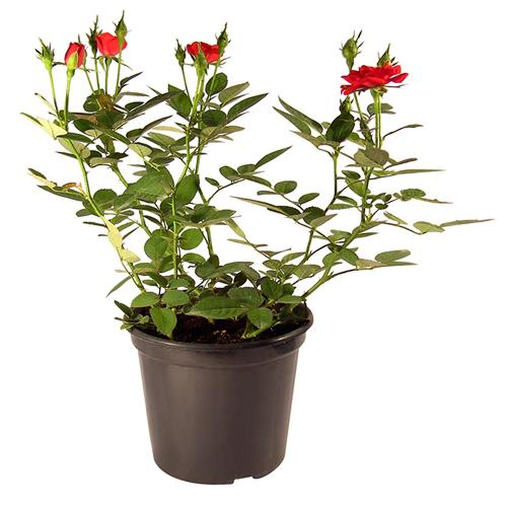 Vaso Flor natural Roseira mini nº pote15 Holambelo