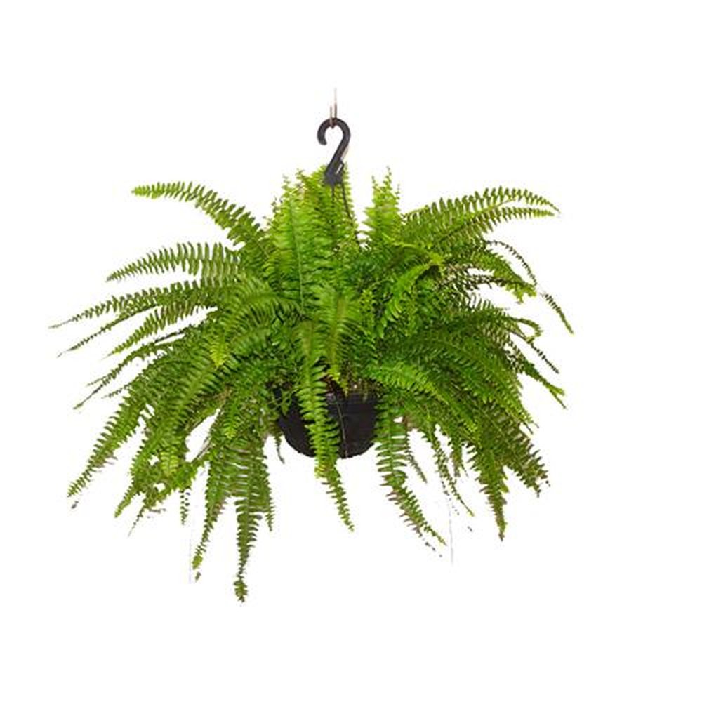 Vaso Planta natural Samambaia americana nº cuia21 Holambelo