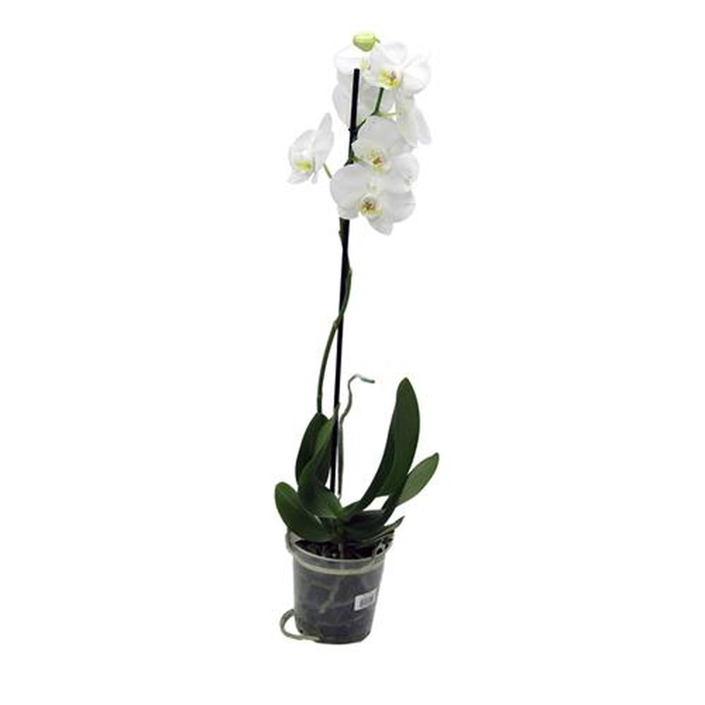 Vaso Flor natural Orquidea Phalaenopsis nº pote12 Holambelo