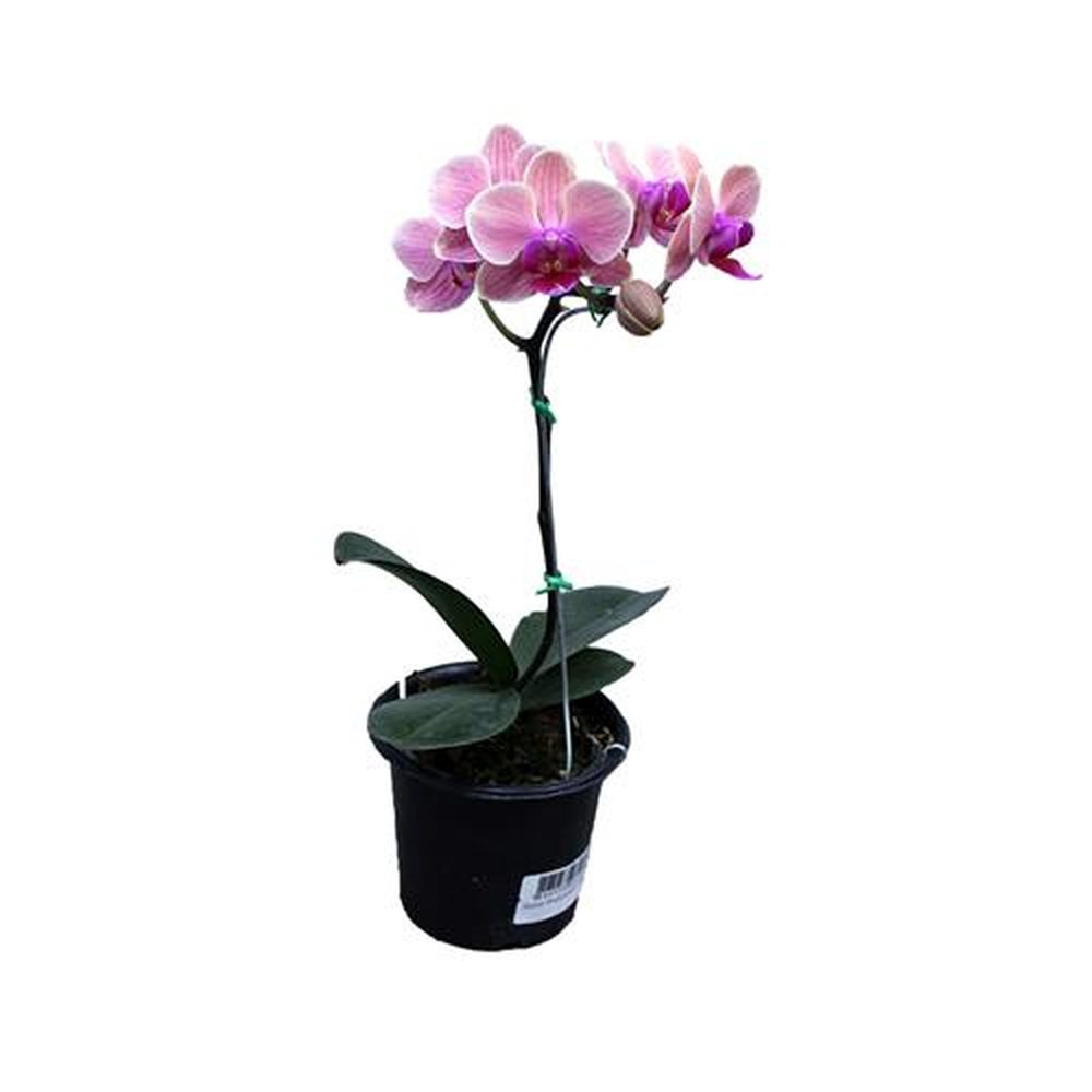 Vaso Flor natural Orquidea Phalaenopsis mini nº pote06 Holambelo