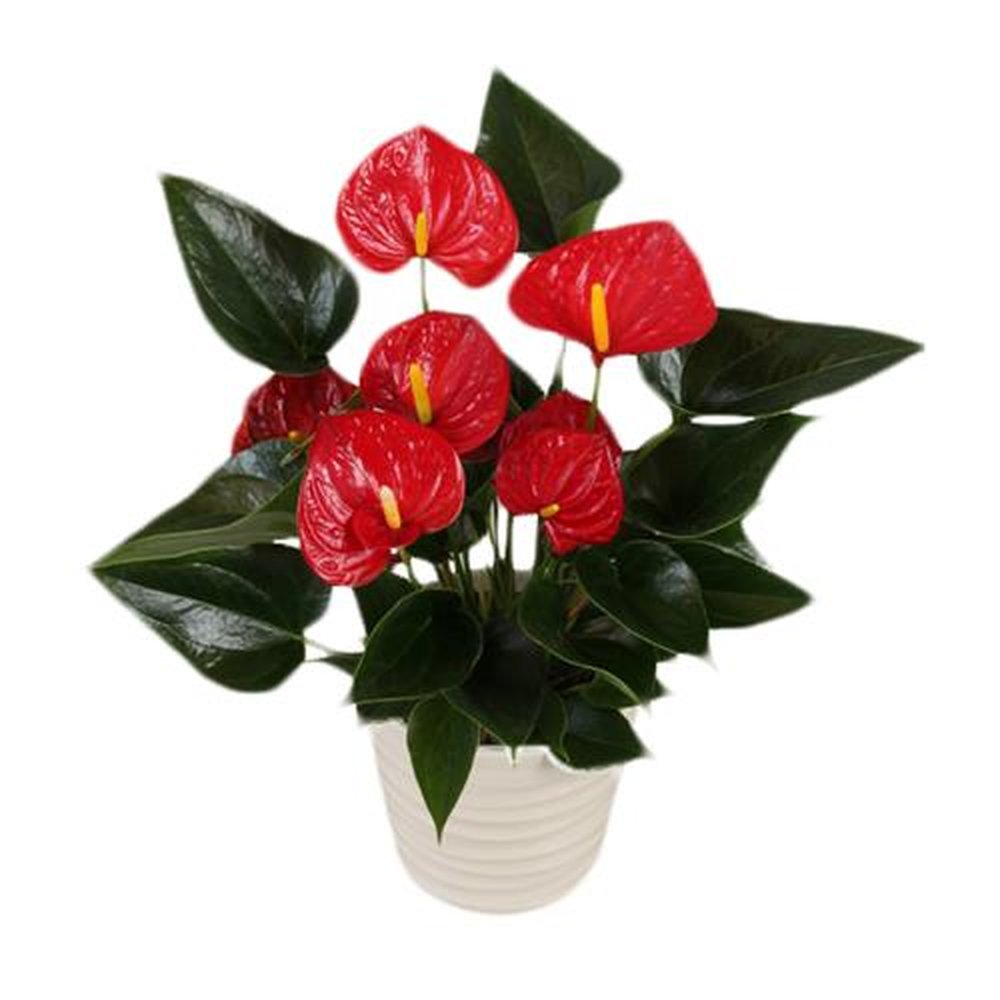 Vaso Flor natural Anturio Red Success vermelha nº pote12 Holambelo