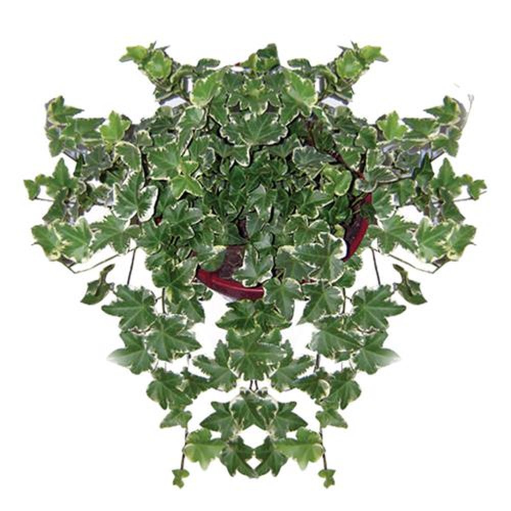 Vaso Planta natural Hedera variado nº cuia21 Holambelo