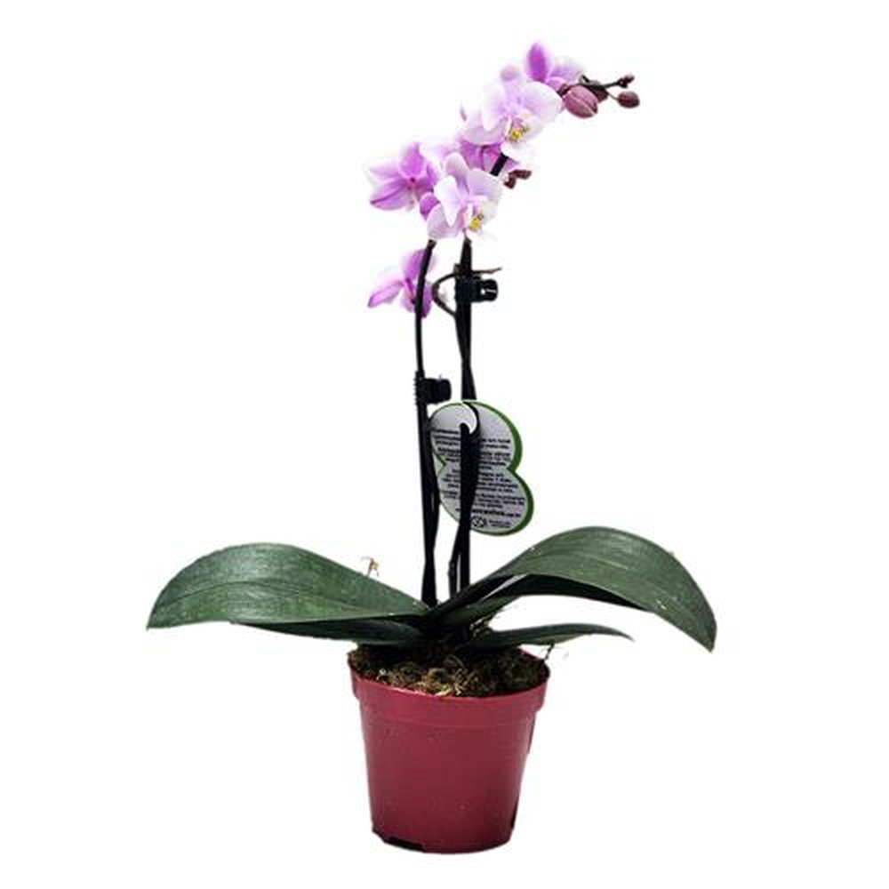 Vaso Flor natural Orquidea Phalaenopsis mini nº pote09 Holambelo