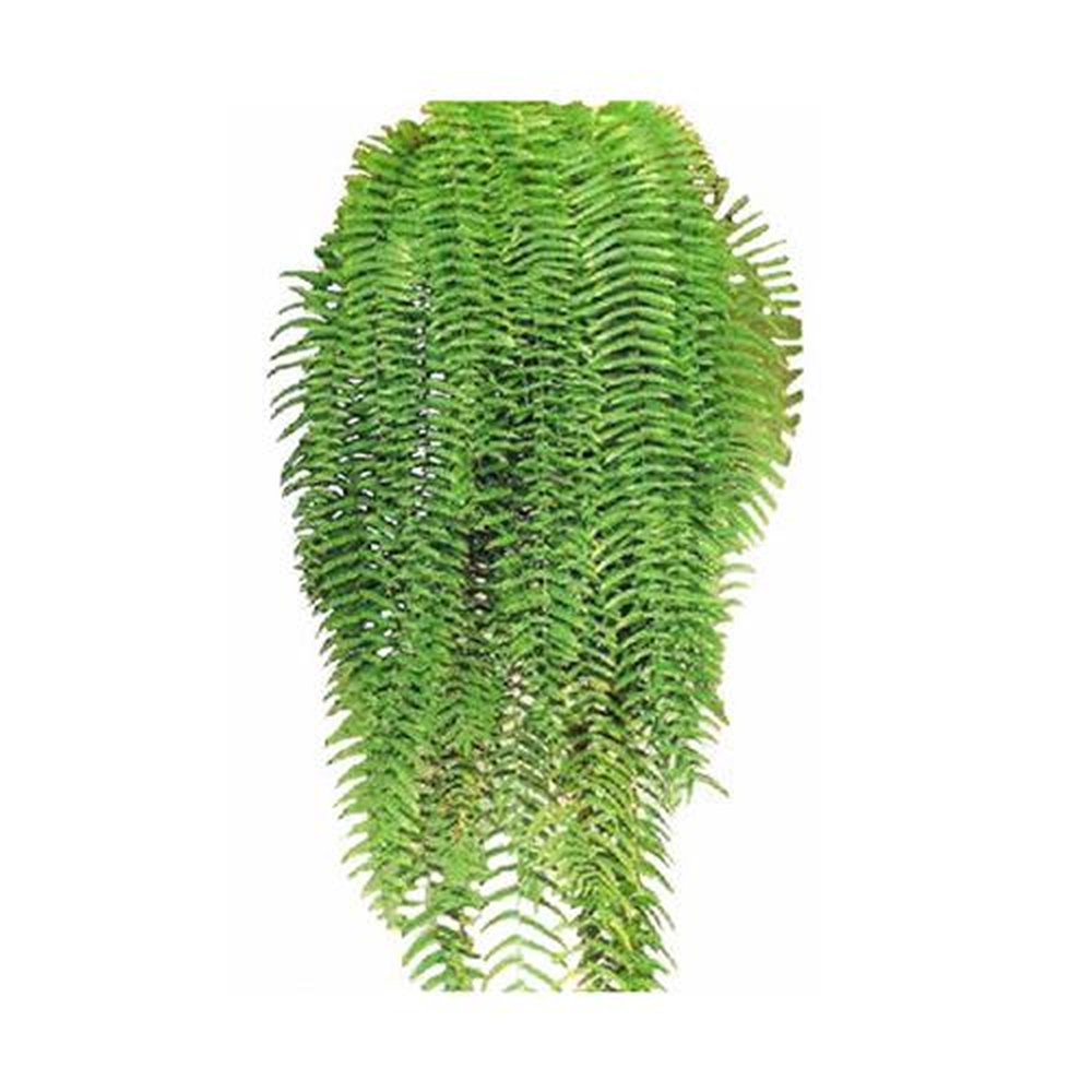 Vaso Planta natural Samambaia holandesa nº cuia25 Holambelo