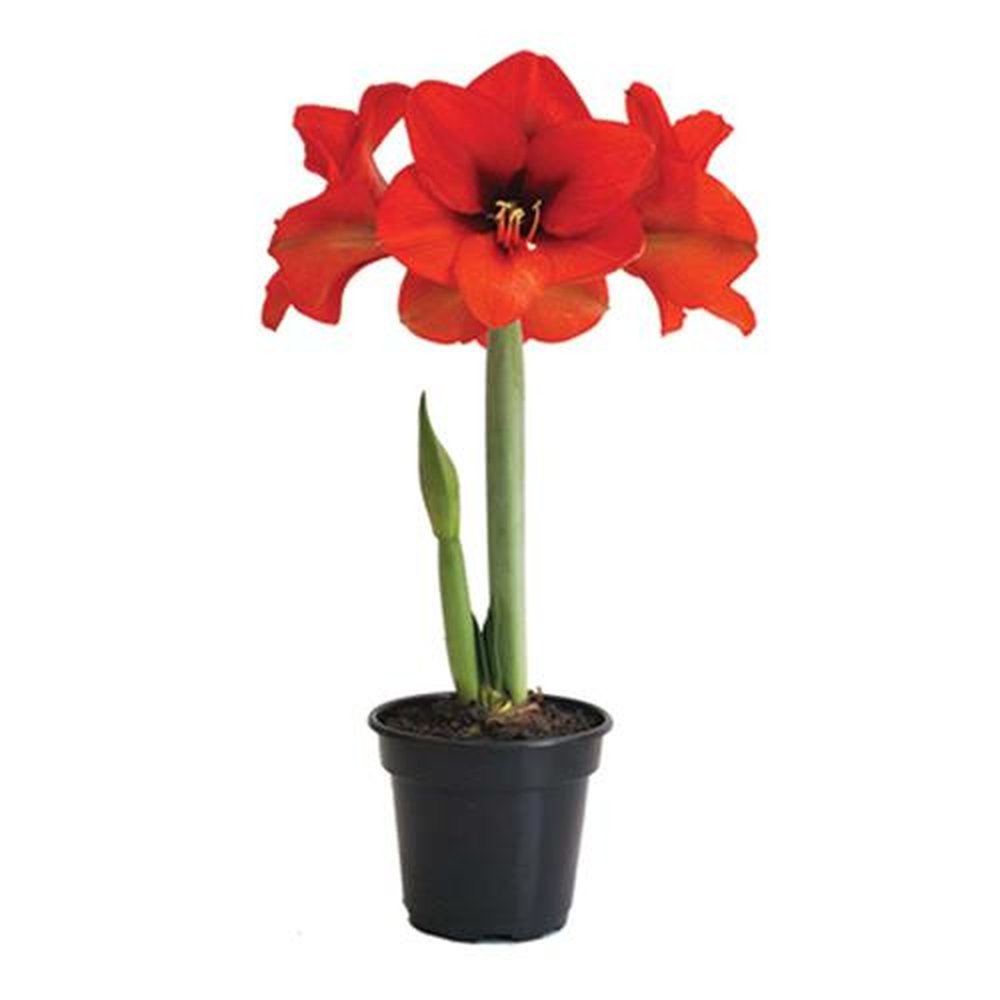 Vaso Flor natural Amaryllis nº pote14 Holambelo