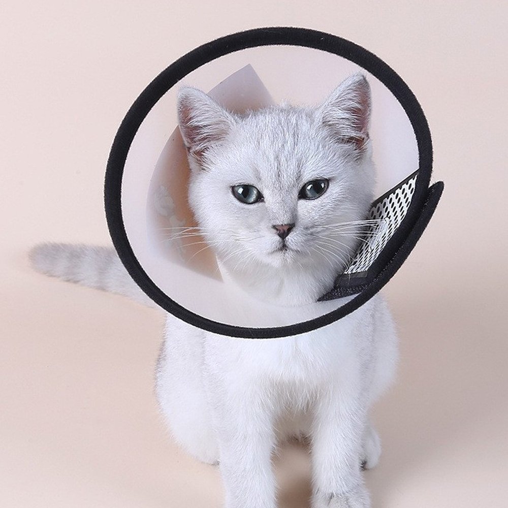 Colar Elizabetano Para Cães e Gatos 7