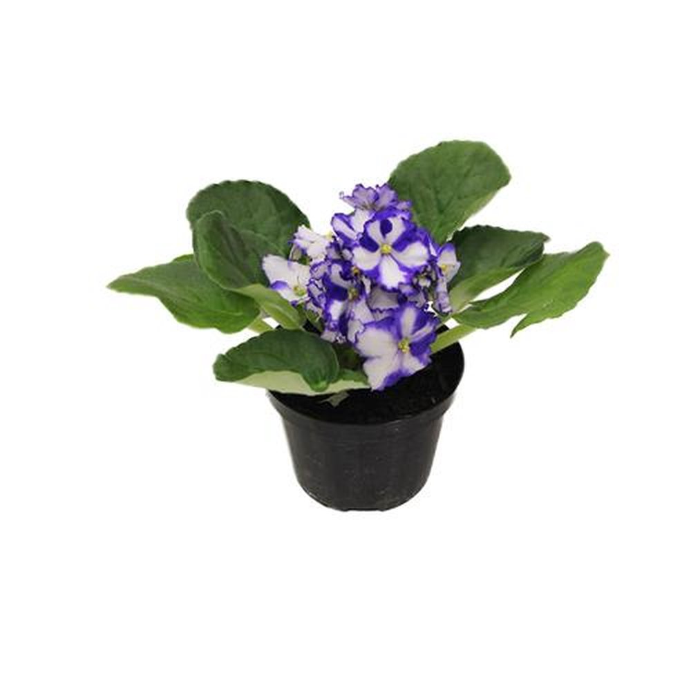 Vaso Flor natural Violeta nº pote11 Holambelo