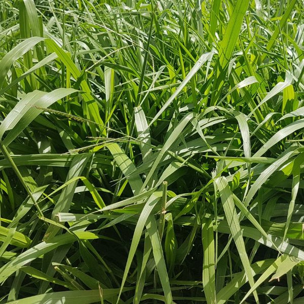 Brachiaria - Marandú Golden/15KG