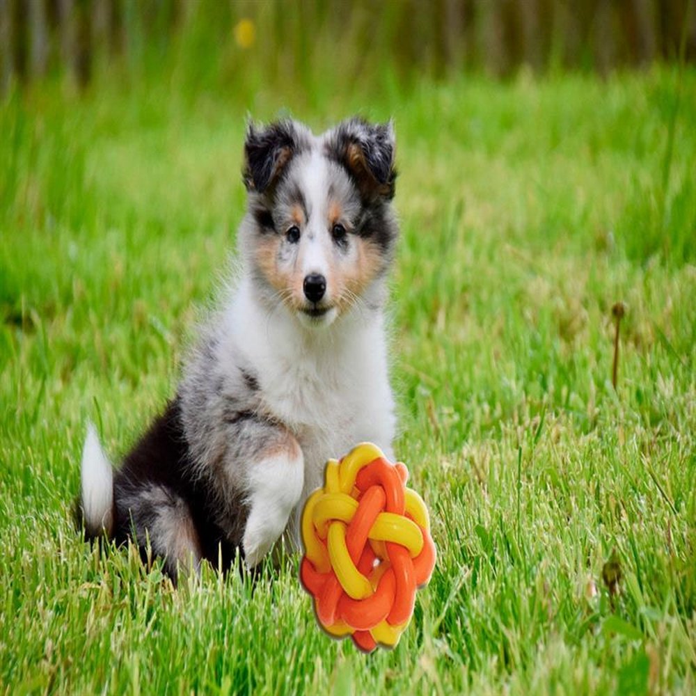 Brinquedo Pet Ruff Enuff Bola Estrela para cães ativos - Verde e Azul