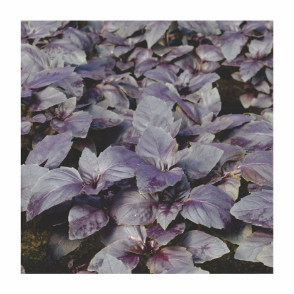 SEM.MANJERICAO ROXO FEL.20X1