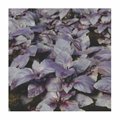 SEM.MANJERICAO ROXO FEL.20X1