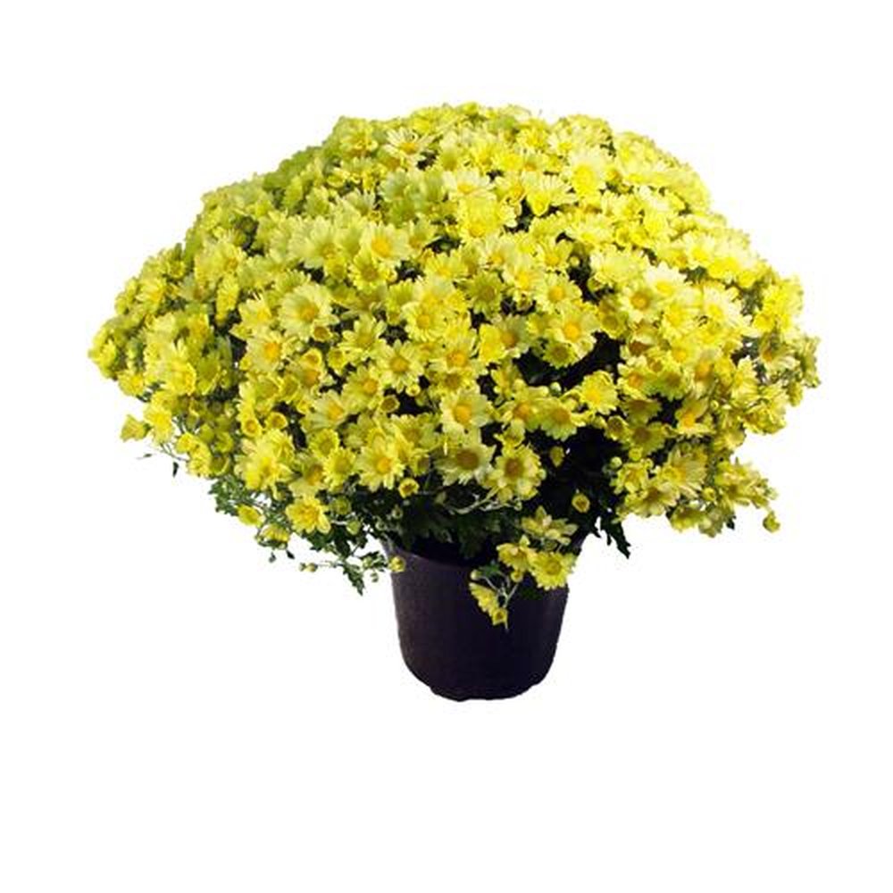 Vaso Flor natural Crisantemo bola belga nº pote20 Holambelo