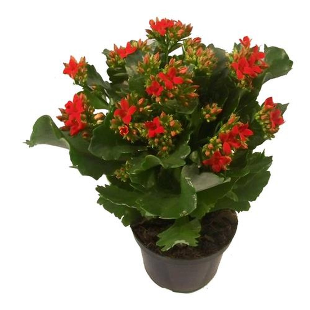 Vaso Flor natural Kalanchoe nº pote15 Holambelo