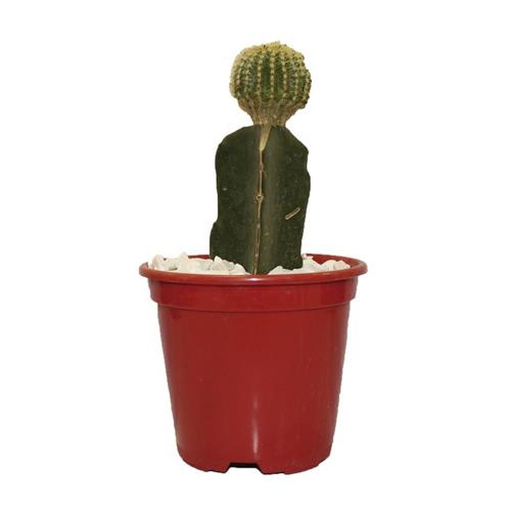 Vaso Planta natural Cactus Enxertado nº pote10 Holambelo