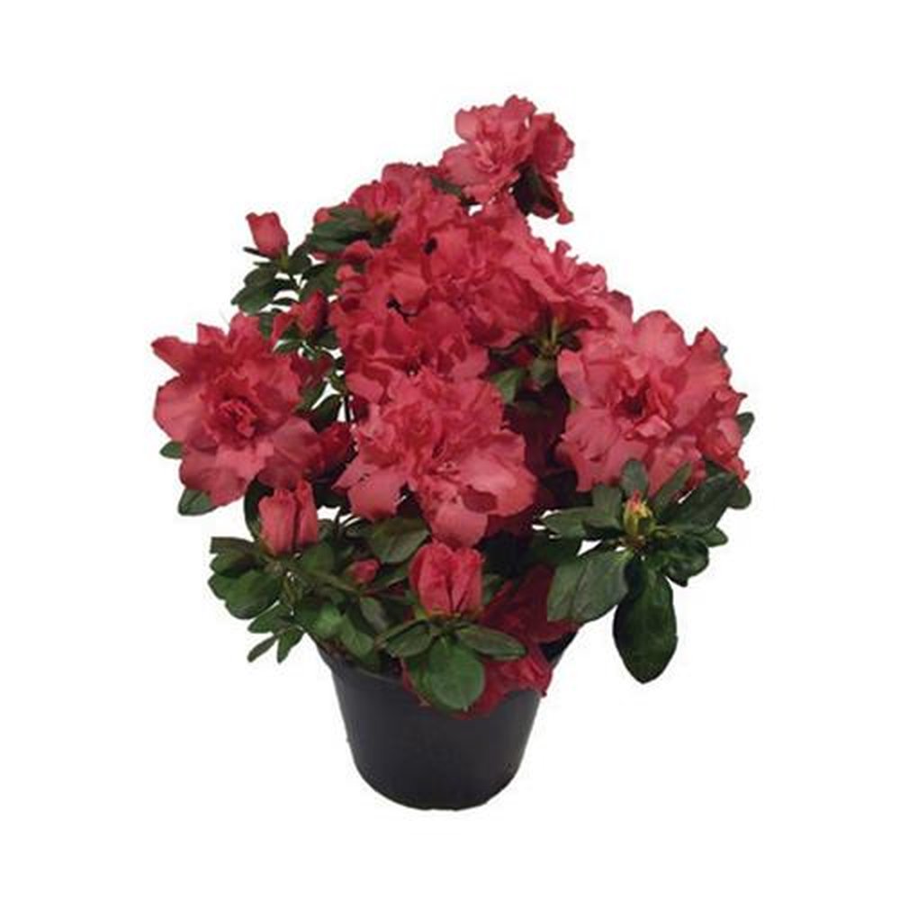 Vaso Flor natural Azaleia nº pote14 Holambelo