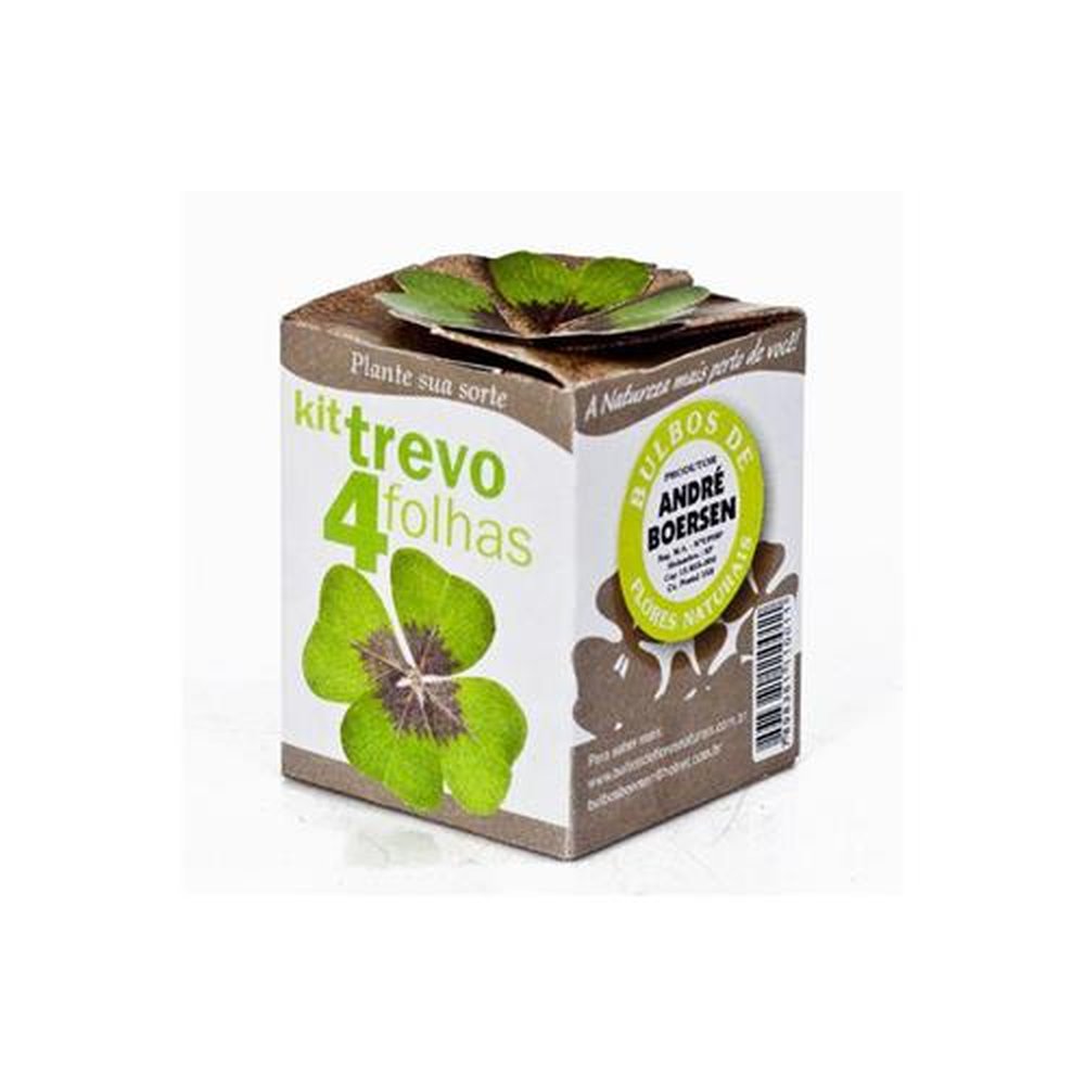 Kit trevo quatro folhas para plantar Holambelo
