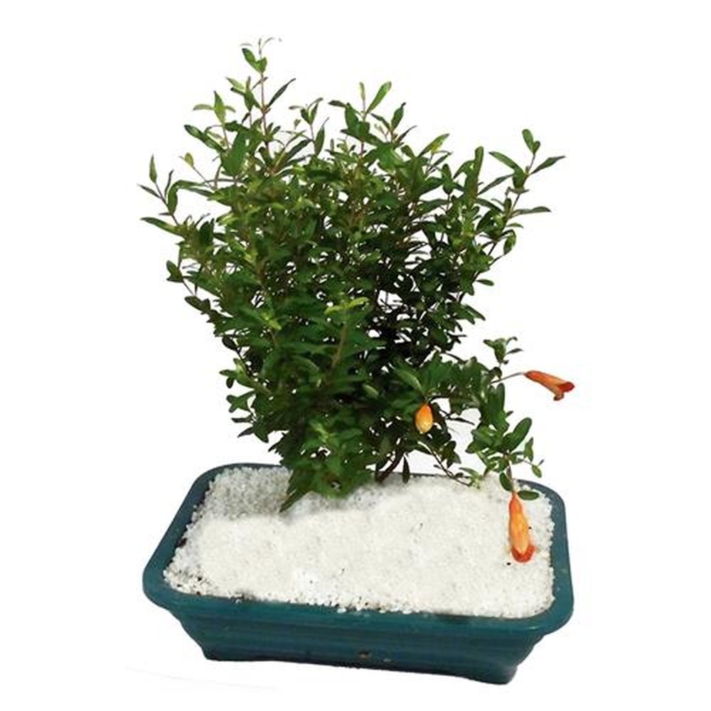 Vaso Planta natural Bonsai fruta vaso plastico 1.1litro Holambelo