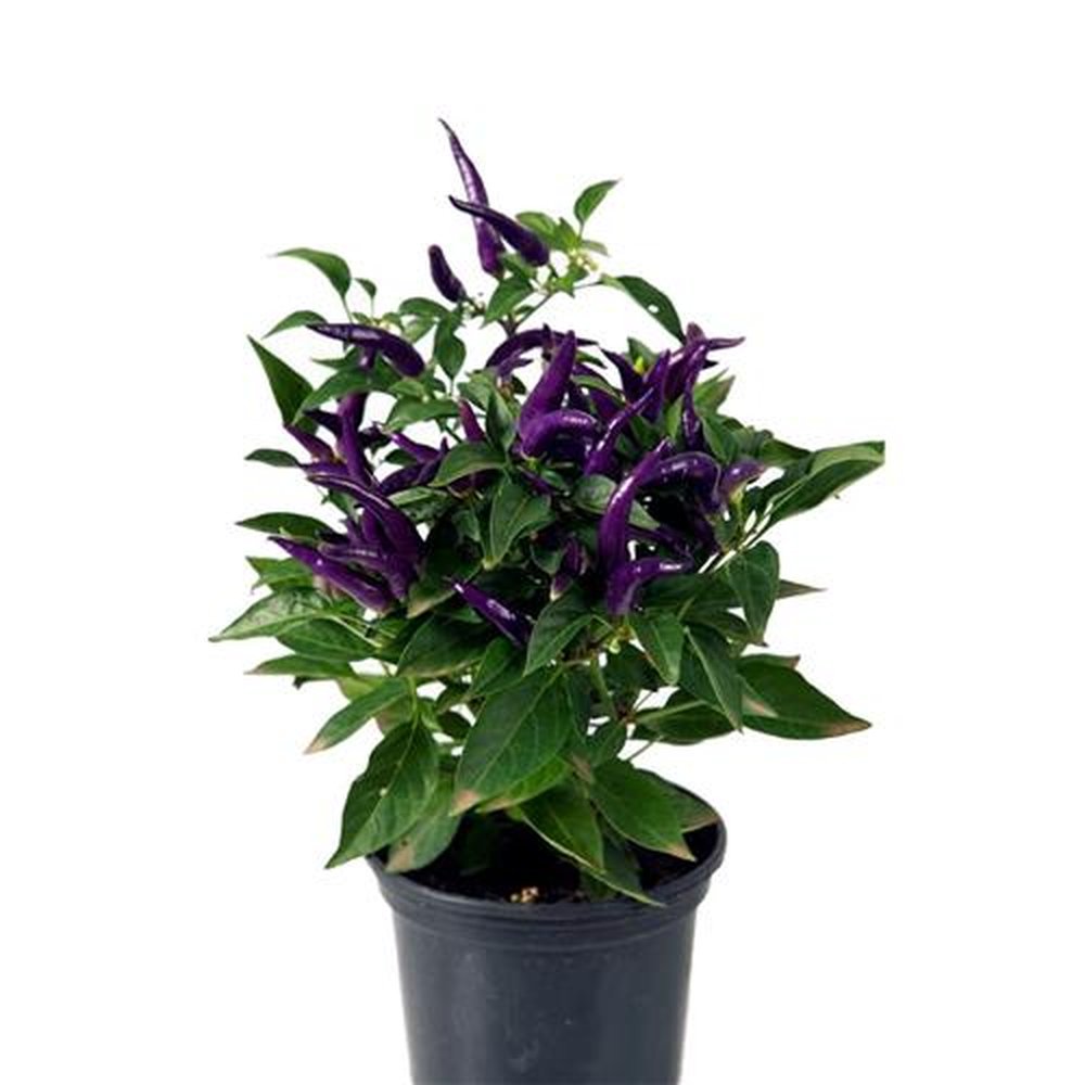 Vaso Planta natural Pimenta nº pote14 Holambelo