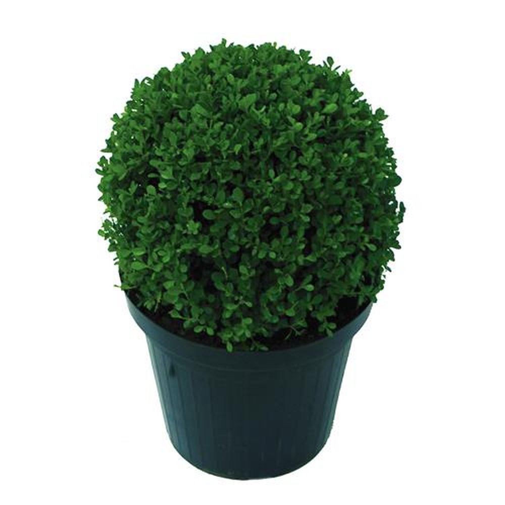Vaso Planta natural Buxinho nº pote17 Holambelo