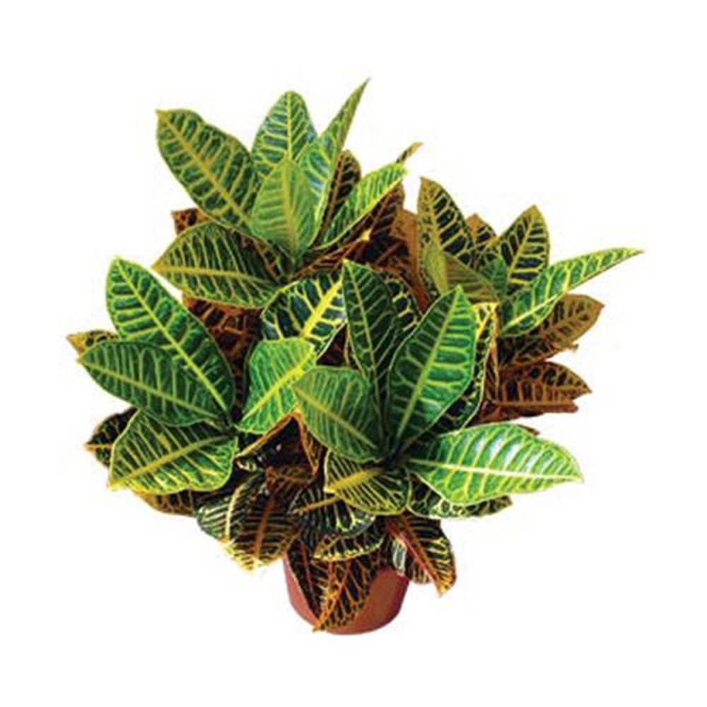Vaso Planta natural Croton hibrido petra nº pote17 Holambelo