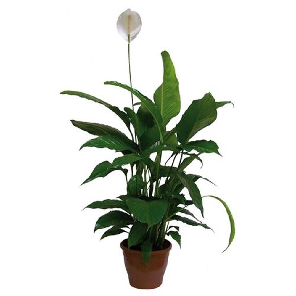 Vaso Flor natural Spathiphyllum nº pote15 Holambelo