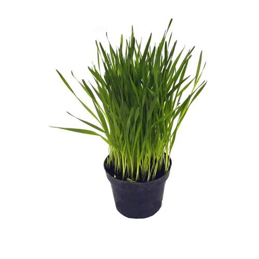 Vaso Planta natural Trigo ornamental nº pote11 Holambelo