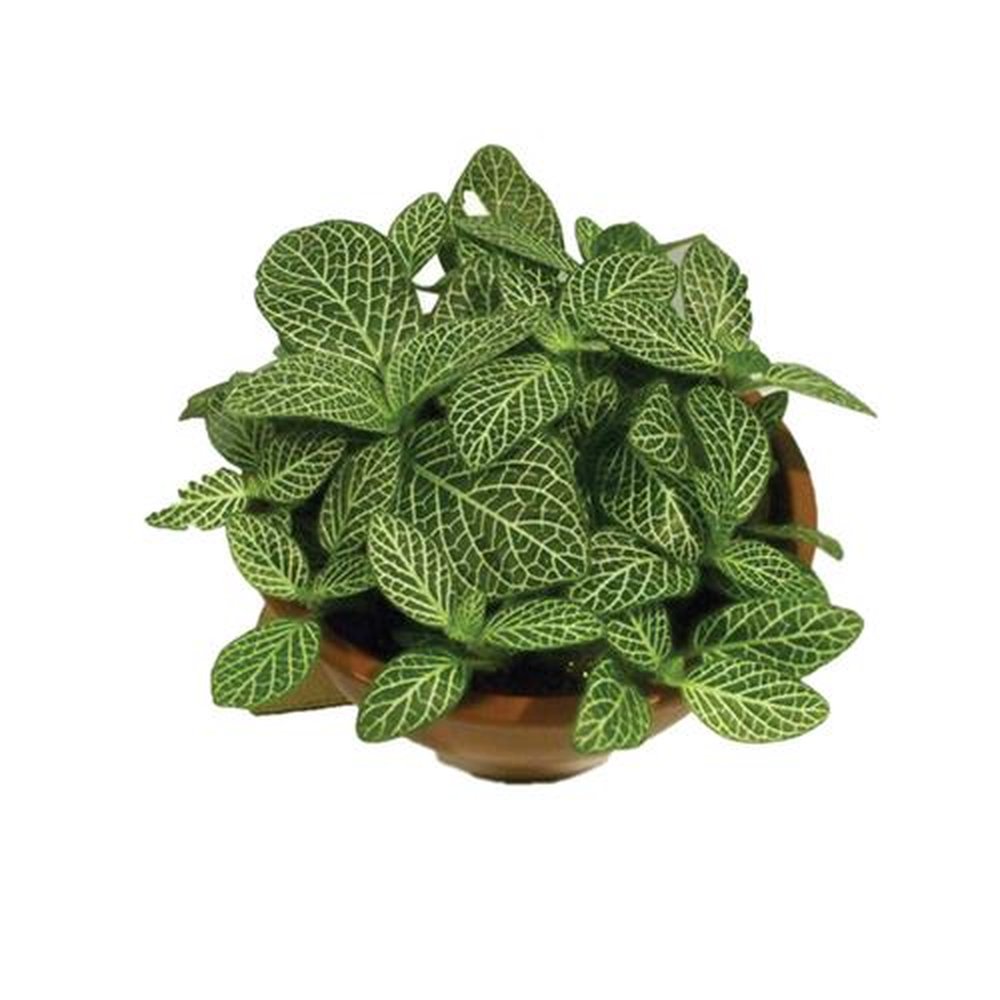Vaso Planta natural Fitonia folha fina nº cuia13 Holambelo