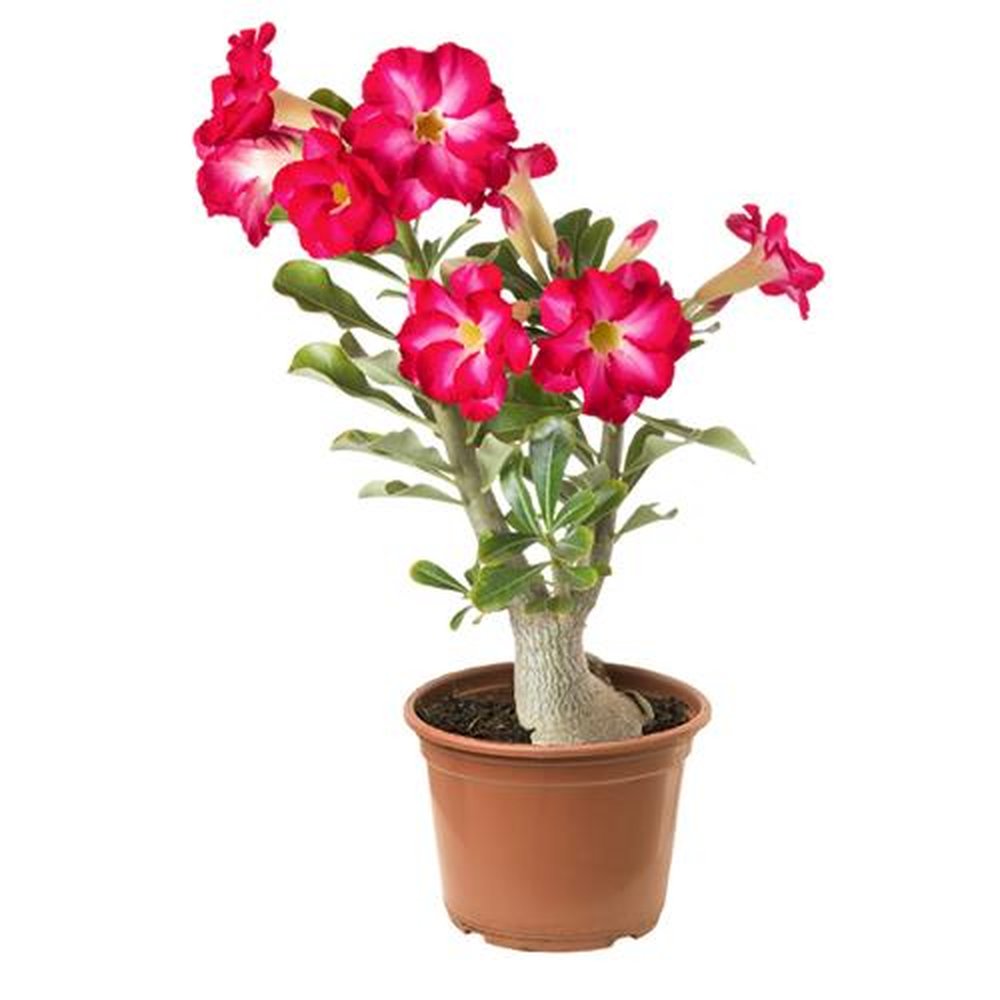 Vaso Flor natural Rosa do deserto nº pote15 Holambelo