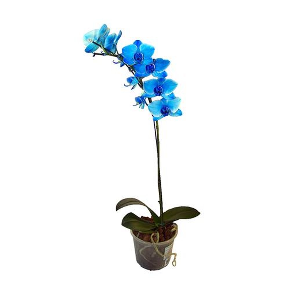 Vaso Flor natural Orquidea Phalaenopsis azul nº pote12 Holambelo