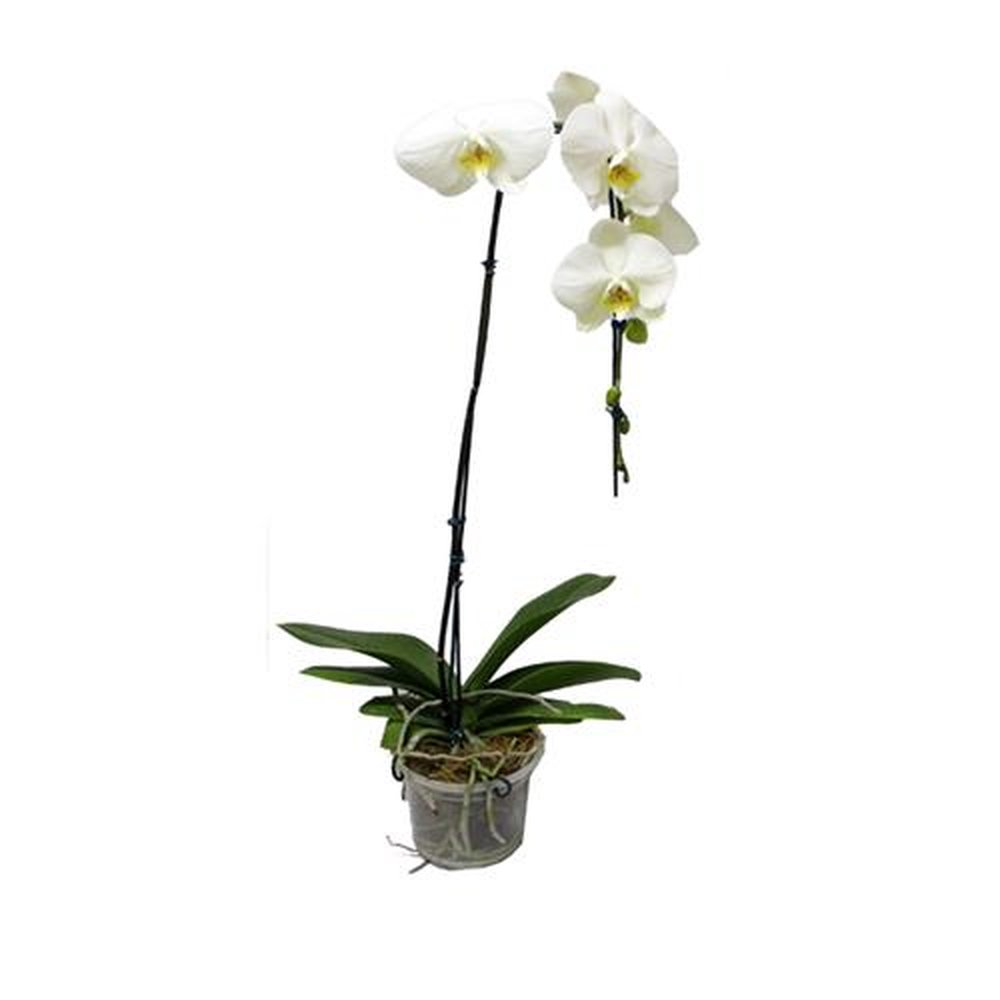 Vaso Flor natural Orquidea Phalaenopsis cascata nº pote15 Holambelo