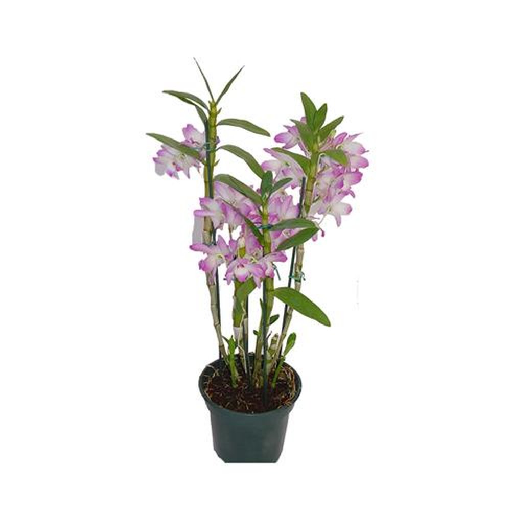 Vaso Flor natural Dendrobium premium nº pote12 Holambelo