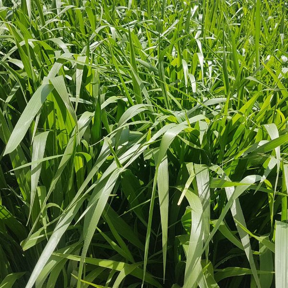 Brachiaria - Xaraés Golden/15KG