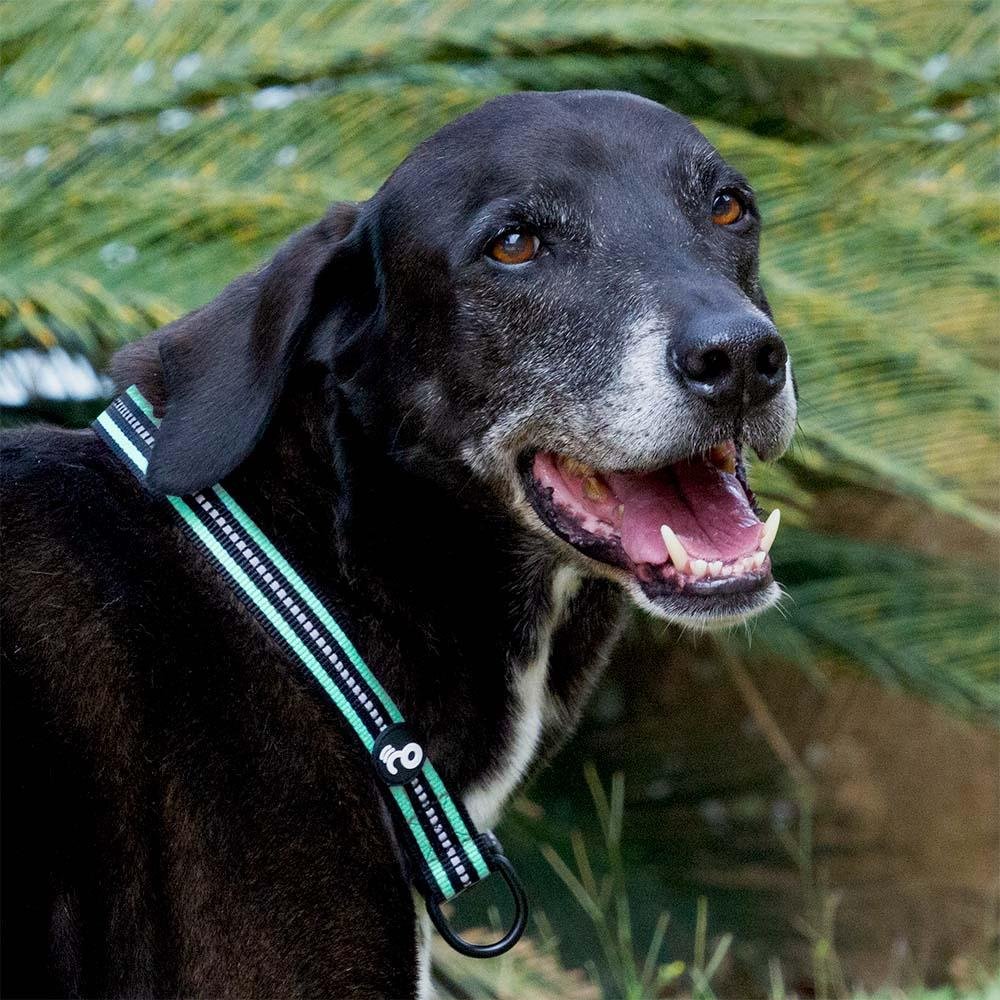 Coleira Reflexiva Preto e Verde Tamanho PP Mimo - PP079