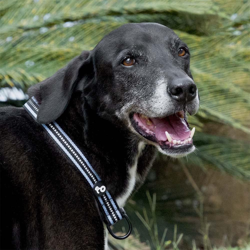 Coleira Reflexiva Preto e Azul Tamanho M Mimo - PP084