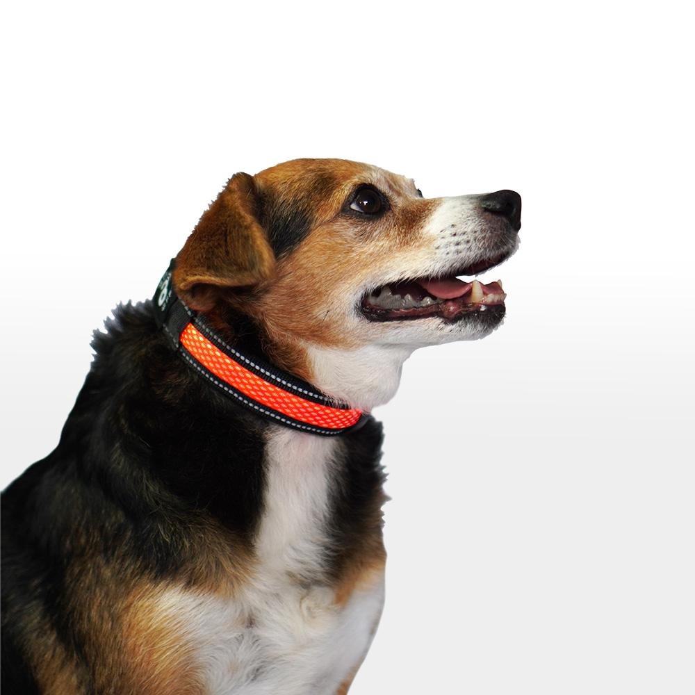 Coleira LED 3 Funções Vermelha Tamanho P Mimo - PP089