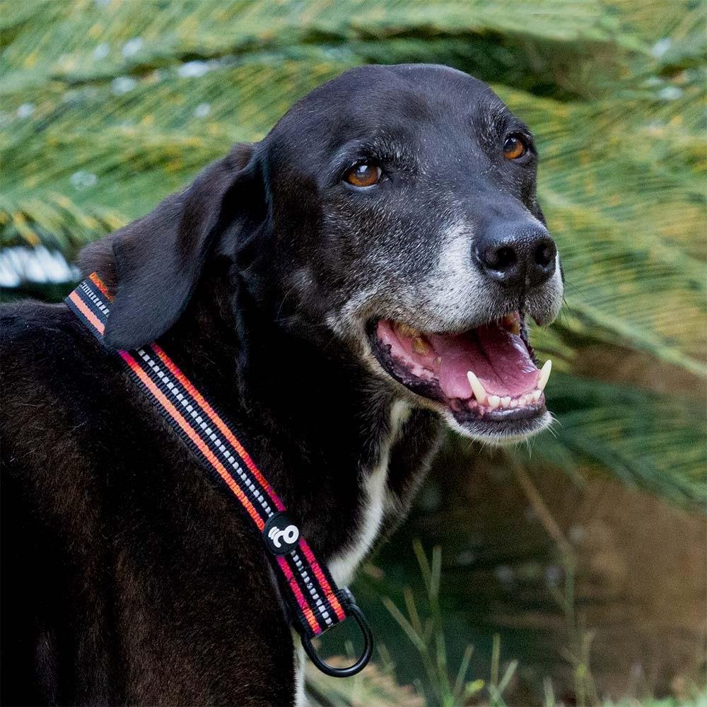 Coleira Reflexiva Preto e Vermelho Tamanho P Mimo - PP080