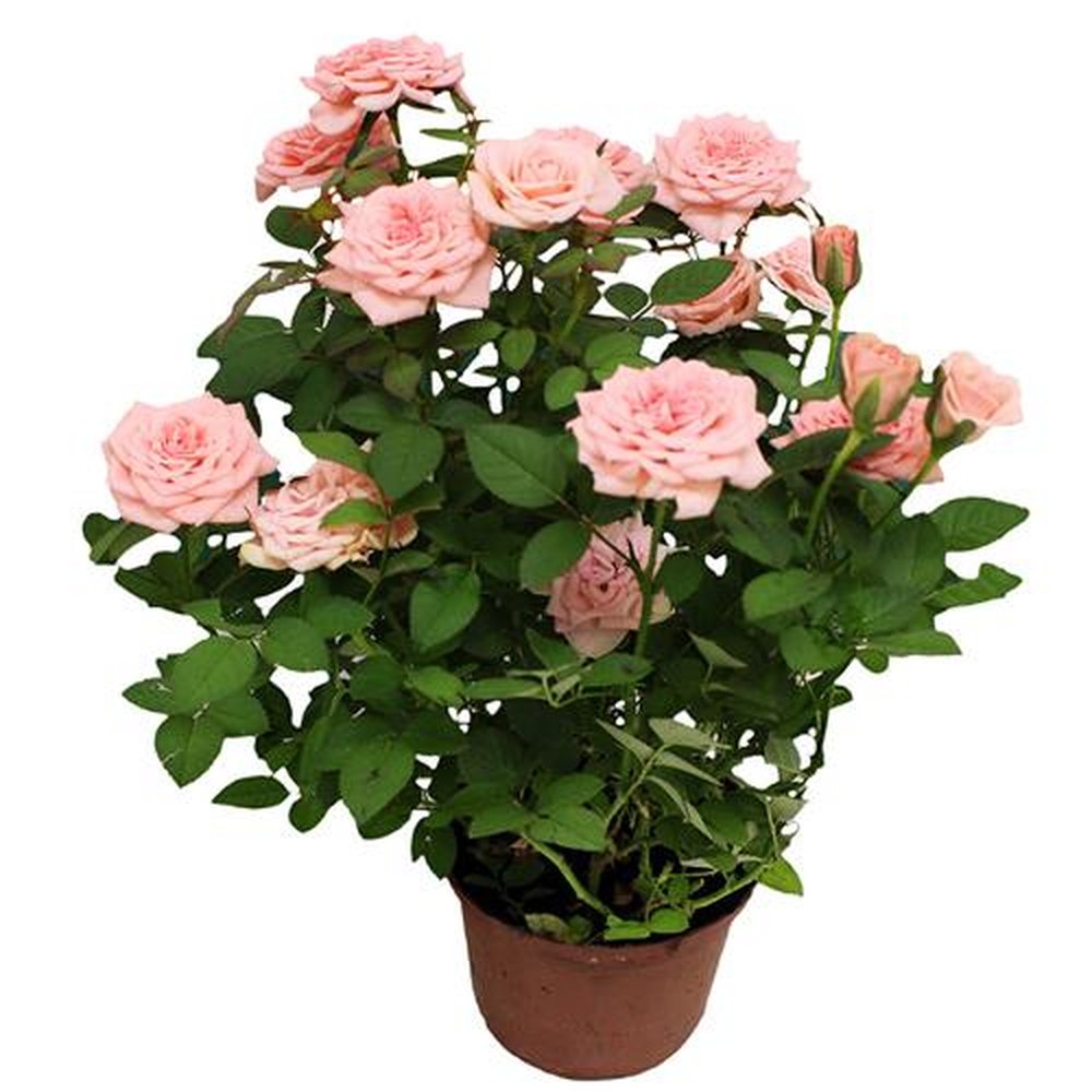 Vaso Flor natural Roseira mini nº pote13 Holambelo
