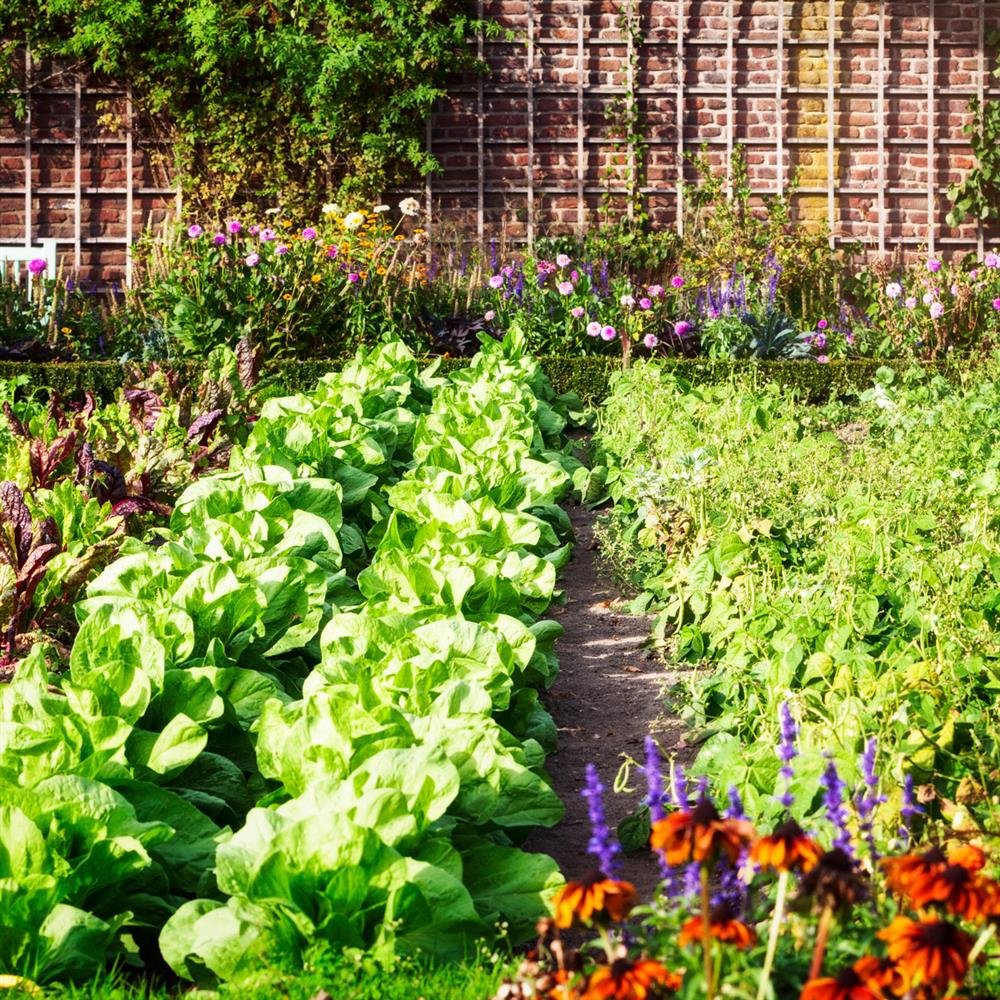 Terra Vegetal Novo Ciclo - Adubação Orgânica de Vasos Ornamentais, Jardins, Frutíferas e Gramados- Pacote 9L