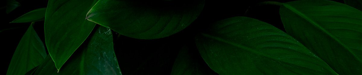 Detalhe de folhas verdes escuras usadas como fundo para ar-condicionado Elgin Eco Inverter III.
