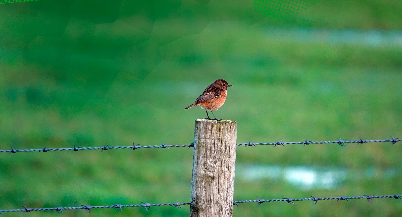 Pássaro em moirão com arame farpado Morlan Nelore em cerca rural campo verde