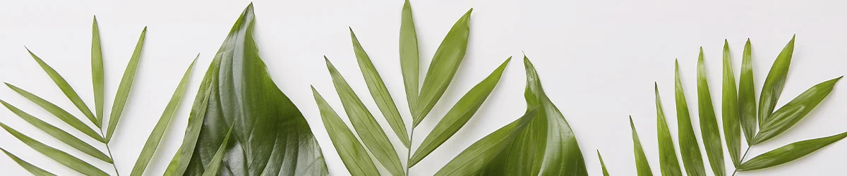 Folhas verdes naturais representando essência do odorizador sanitário Block Nº 2