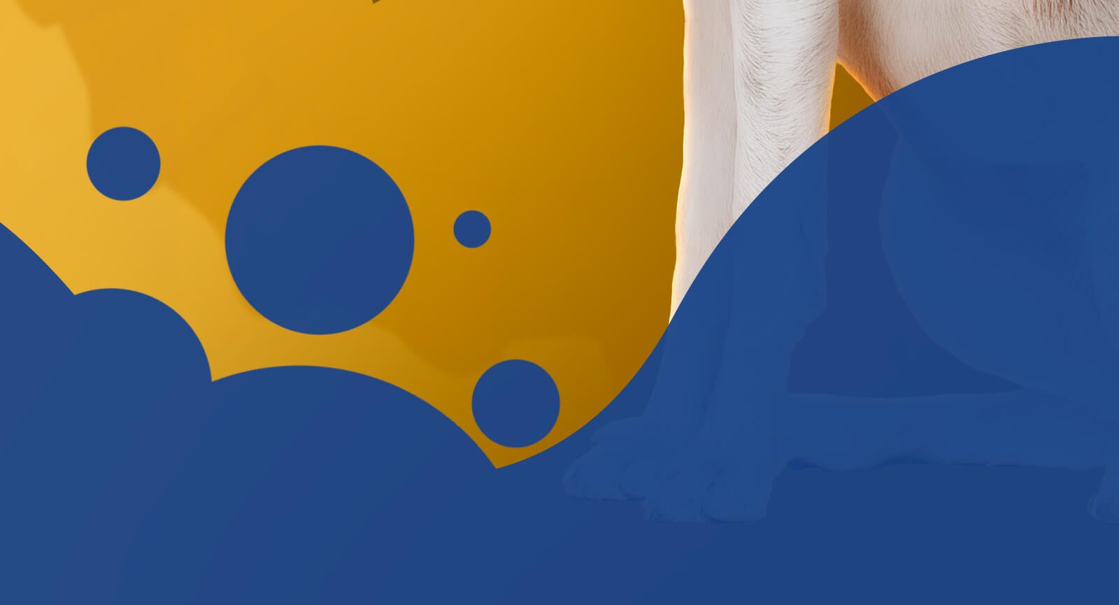 Detalhe tigela madeira ração seca folhas espinafre fundo roxo pedigree Superfoods ingredientes