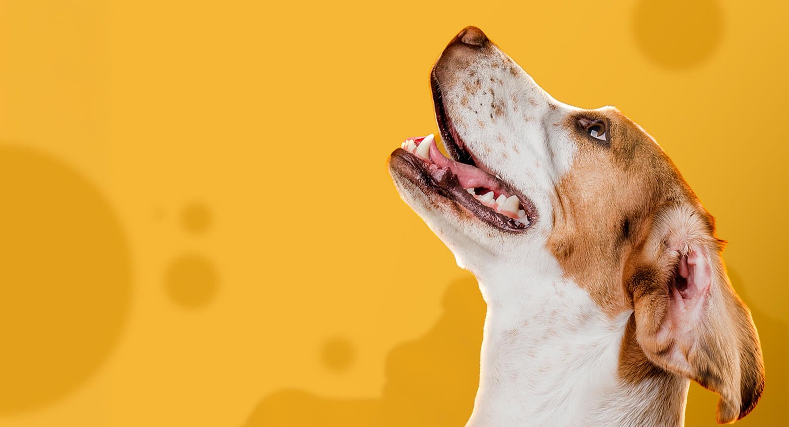 Gato caminhando tapete azul duas embalagens Ração pedigree Superfoods Castrados Salmão Linhaça
